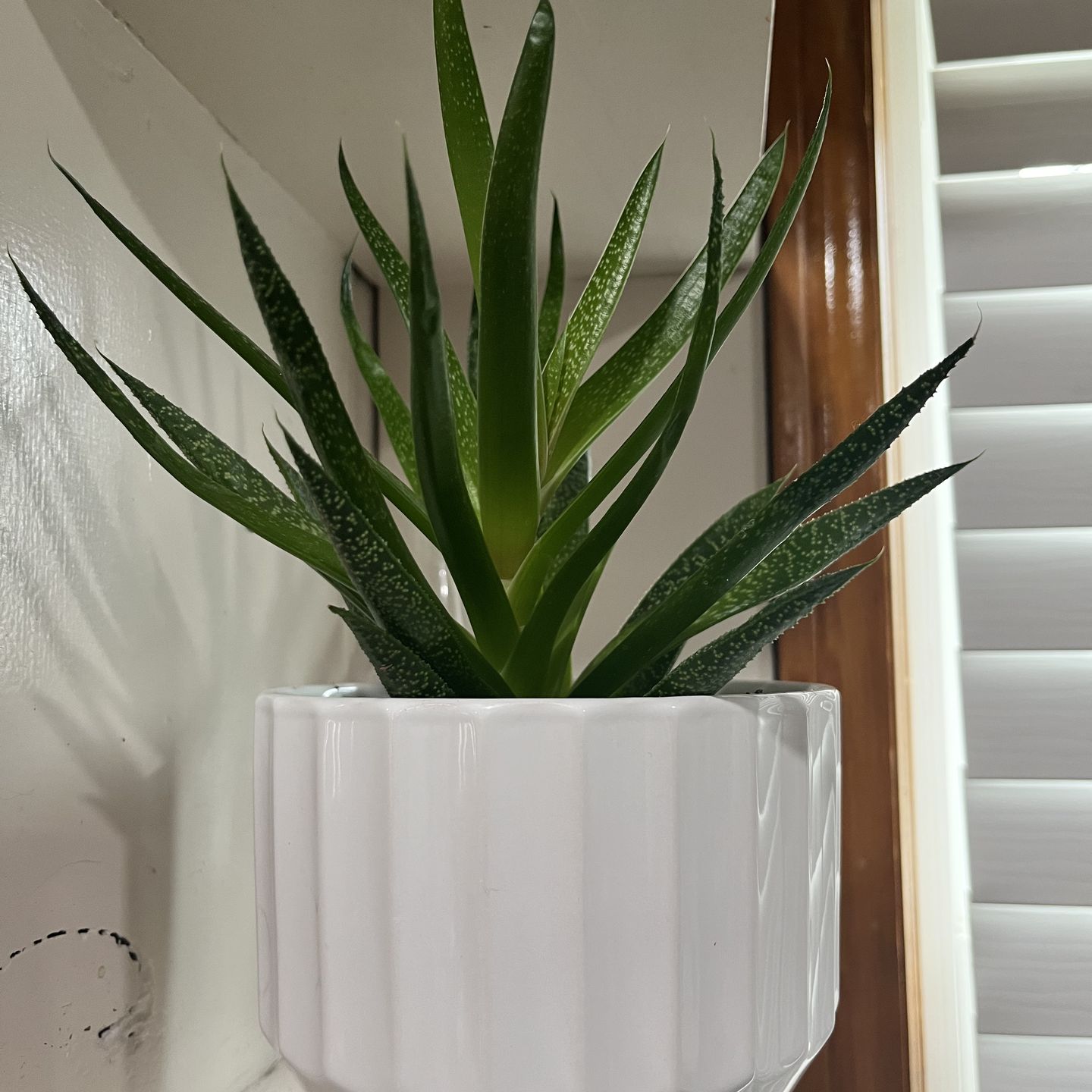 Cactus - house plant