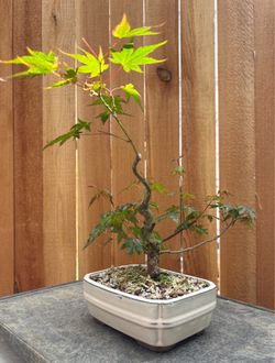 Japanese maple bonsai /A15
