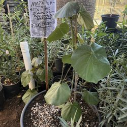 Majagua Tree 24 Gal. $100 