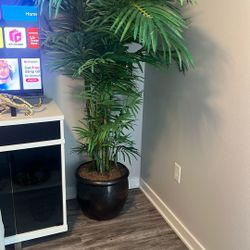 Decorative  Tall plant 