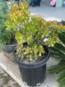 Plants