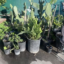 Plants For Sell Inbox Me For Prices 