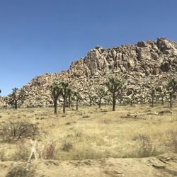 Joshua tree National Park - Entrance Ticket 🎫  - Original Price Is $30/-