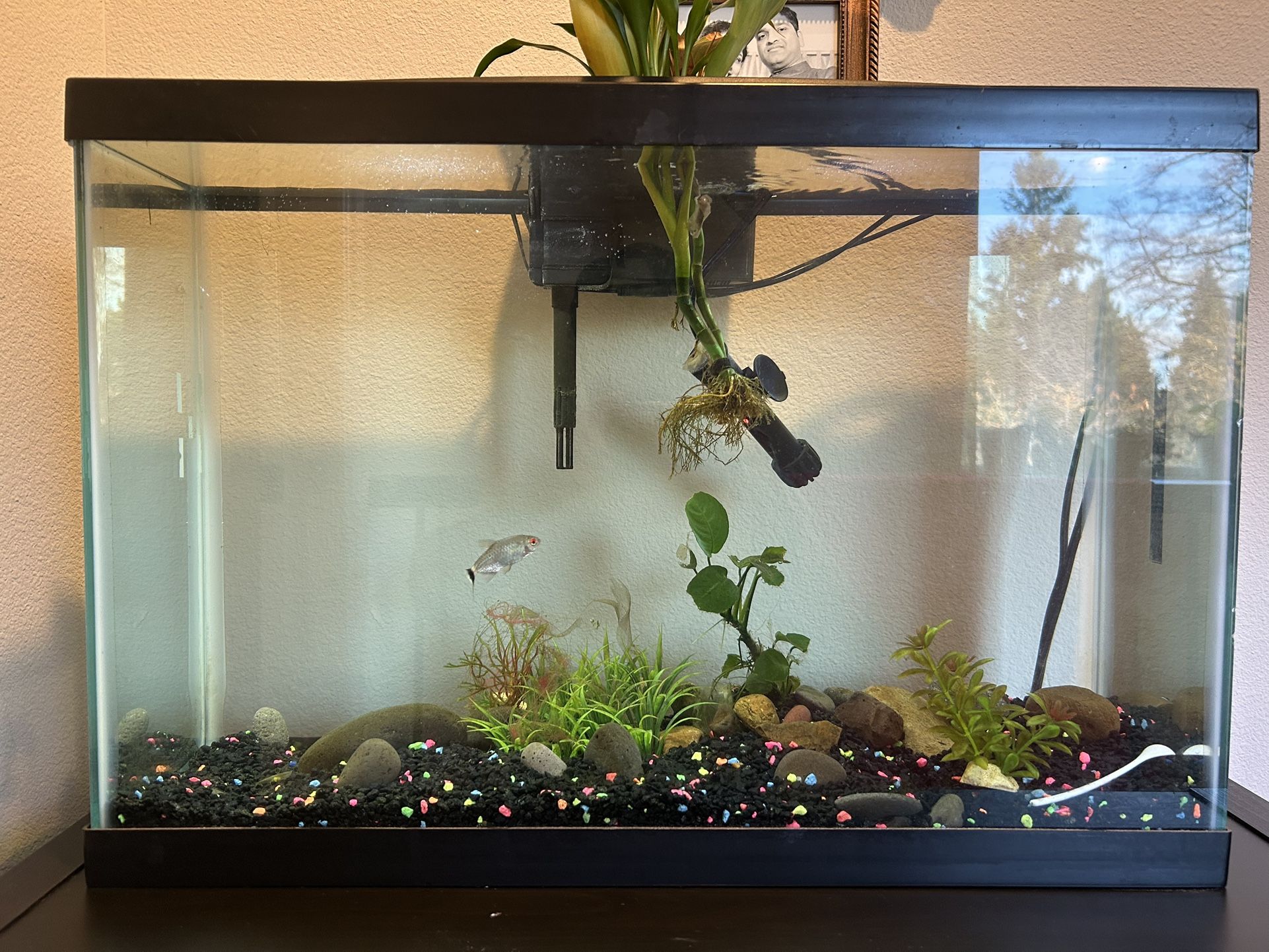 13 Gallon Fish Tank With Accessories 