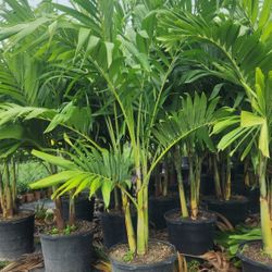 Spectacular Adonidias Plants 6 Feet Tall!!! Fertilized!!! Beautiful Christmas Palms!!