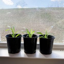 Spider Plants $5 Each 
