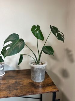 Monstera deliciosa- Medium