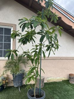 Avacado Tree Awacate 