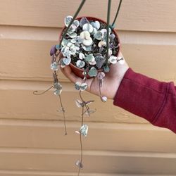 4” Variegated String Of Hearts 