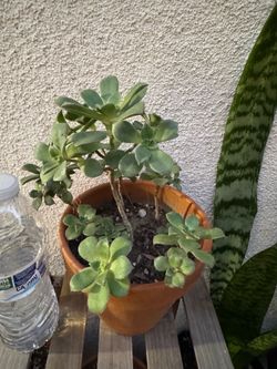 Haworths Aeonium succulent plant
