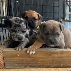 WAGGY KENNELS