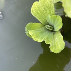 Water lettuce Plant 🪴