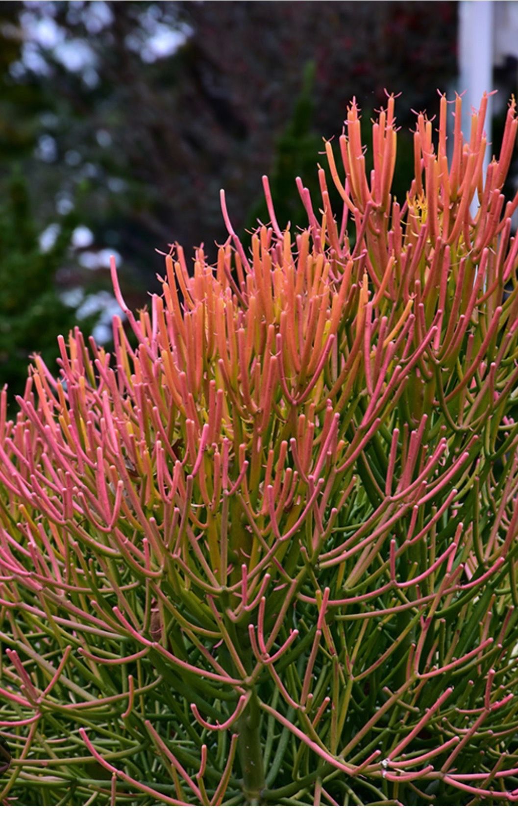 Firestick Pencil Cactus