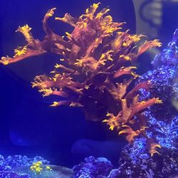 Dragon's Breath Macroalgae Frag For Coral Reef Tank 