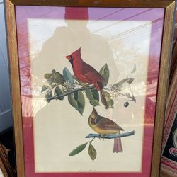 Lovely Pictures Of Cardinals Birds