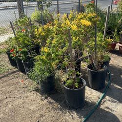 Honey Suckle Plants
