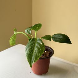 Philodendron Birkin 