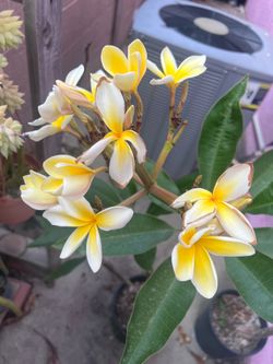 42” Tall Yellow Plumeria Plant