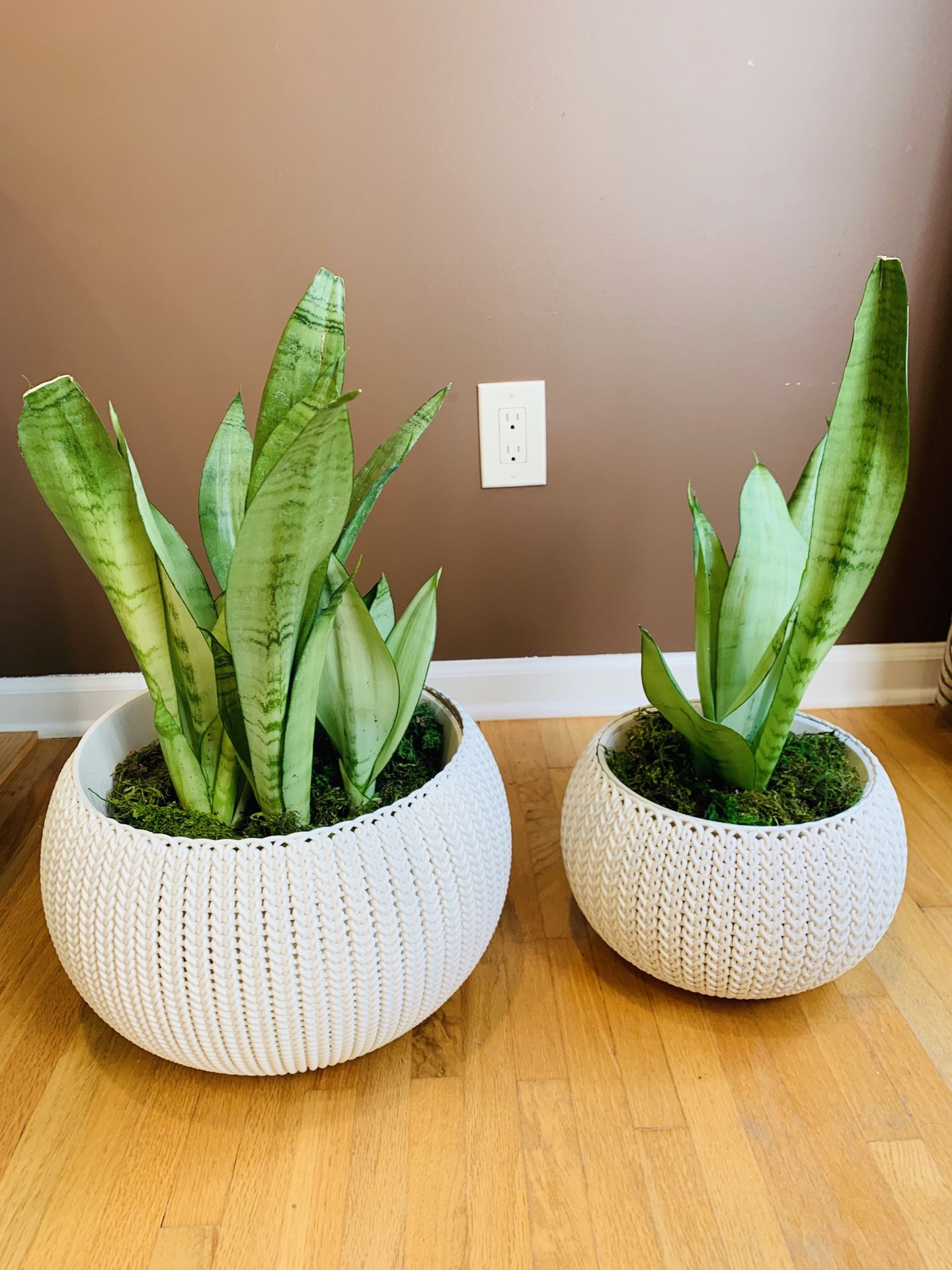 Snake Plant with 2 pot