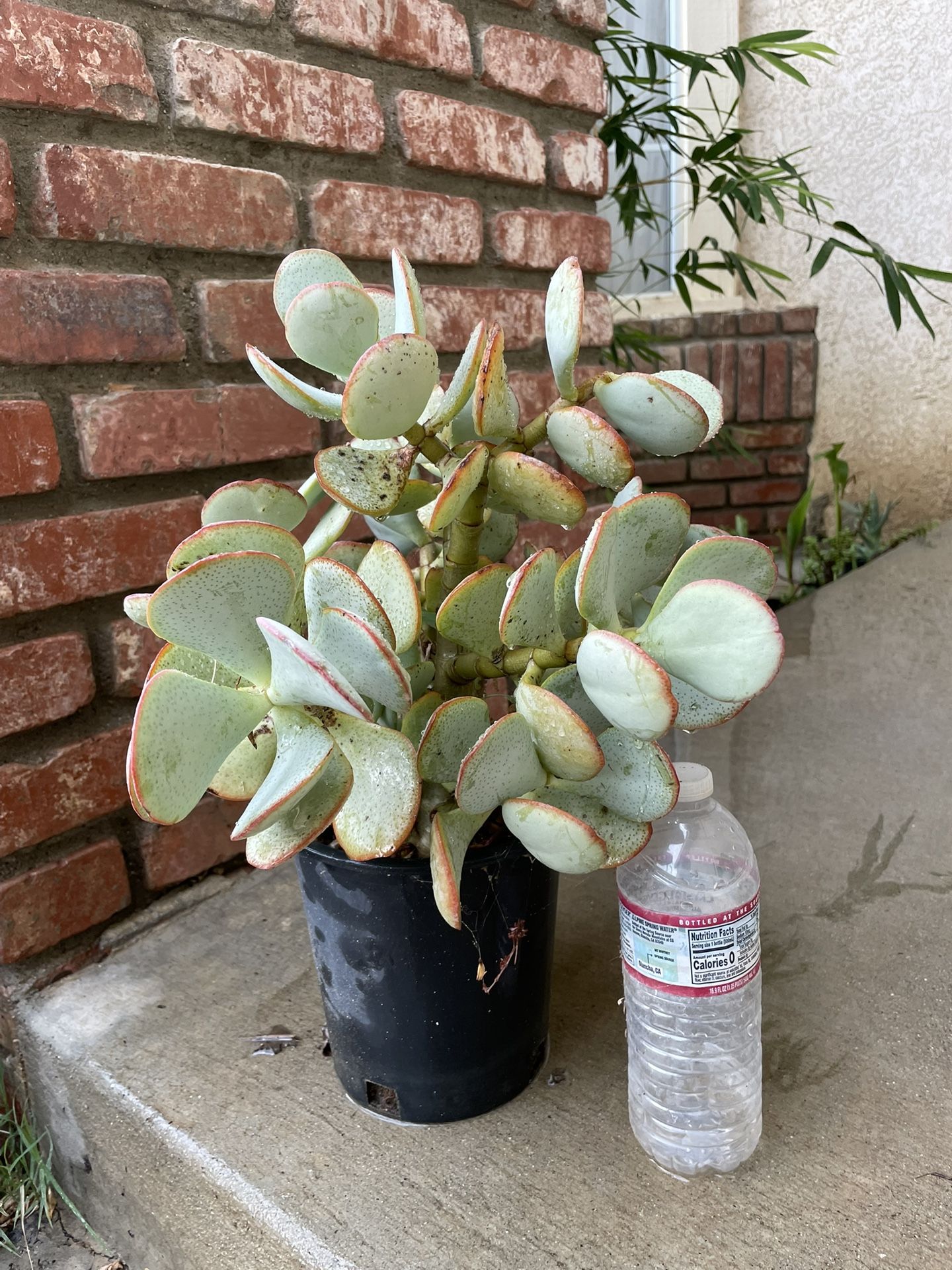 Succulent