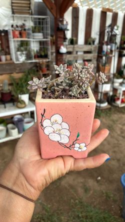 Potted graptopetalum Mirinae succulent