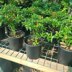 Chile De Payaso O De Arbol 1gallon 