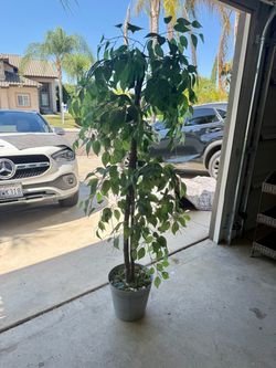 Large Artificial Ficus Tree in Pot
