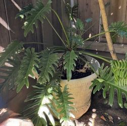 Philodendron