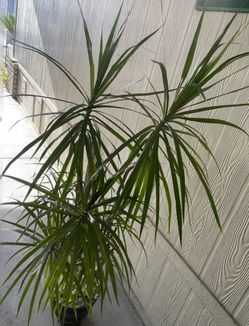 Palma natural $$30