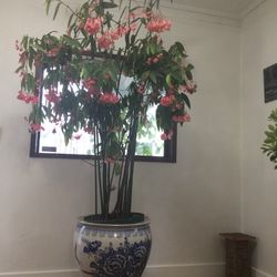 Indoor/ Outdoor Plants 