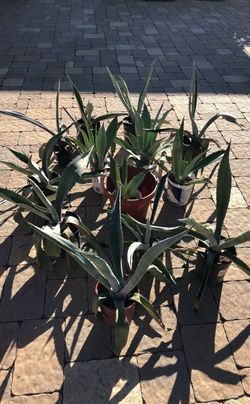 Plants