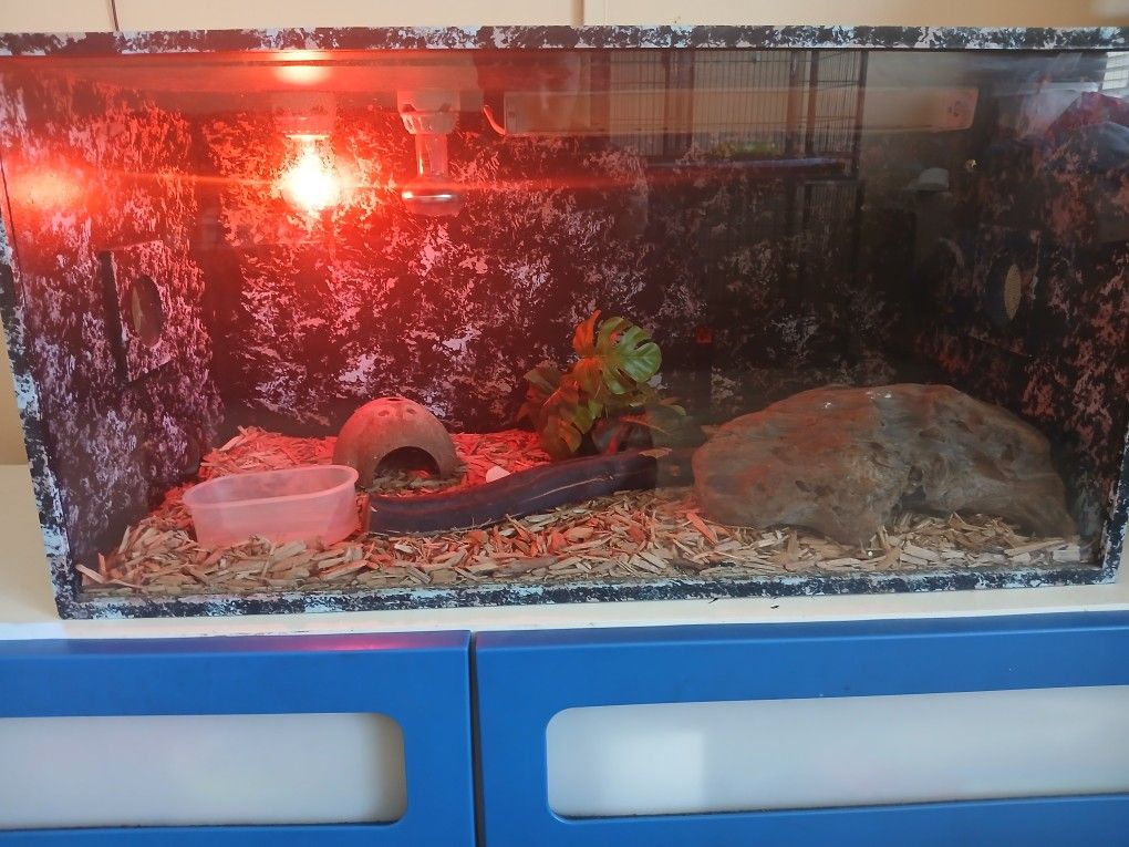 Snake Custom Tank