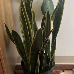 Snake plant