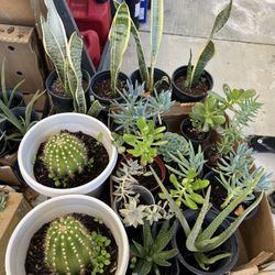 Plants $10 Each