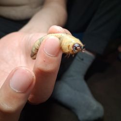 GRUBS (Beetle Larvae)