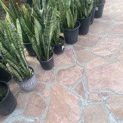 Snake Plant  $10 In One gal .