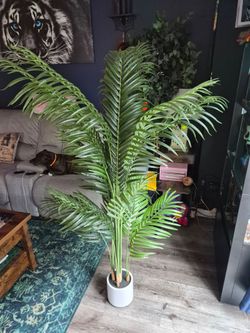 Palm Tree