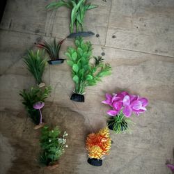 Aquarium Plants 