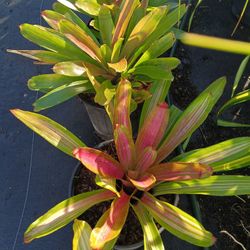 Bromelia Plants 3gl $15🪴🪴