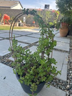 Money plant