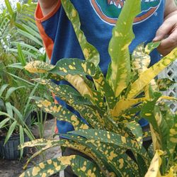 Colorful Croton Landscape Plant Potted Plant