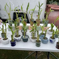 Lucky Bamboo Plants $5 each