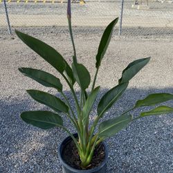 Bird Of Paradise