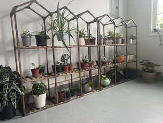 Houseplant starting at $5 