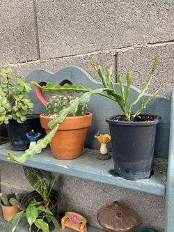 Ric Rac Fishbone Cactus Plant