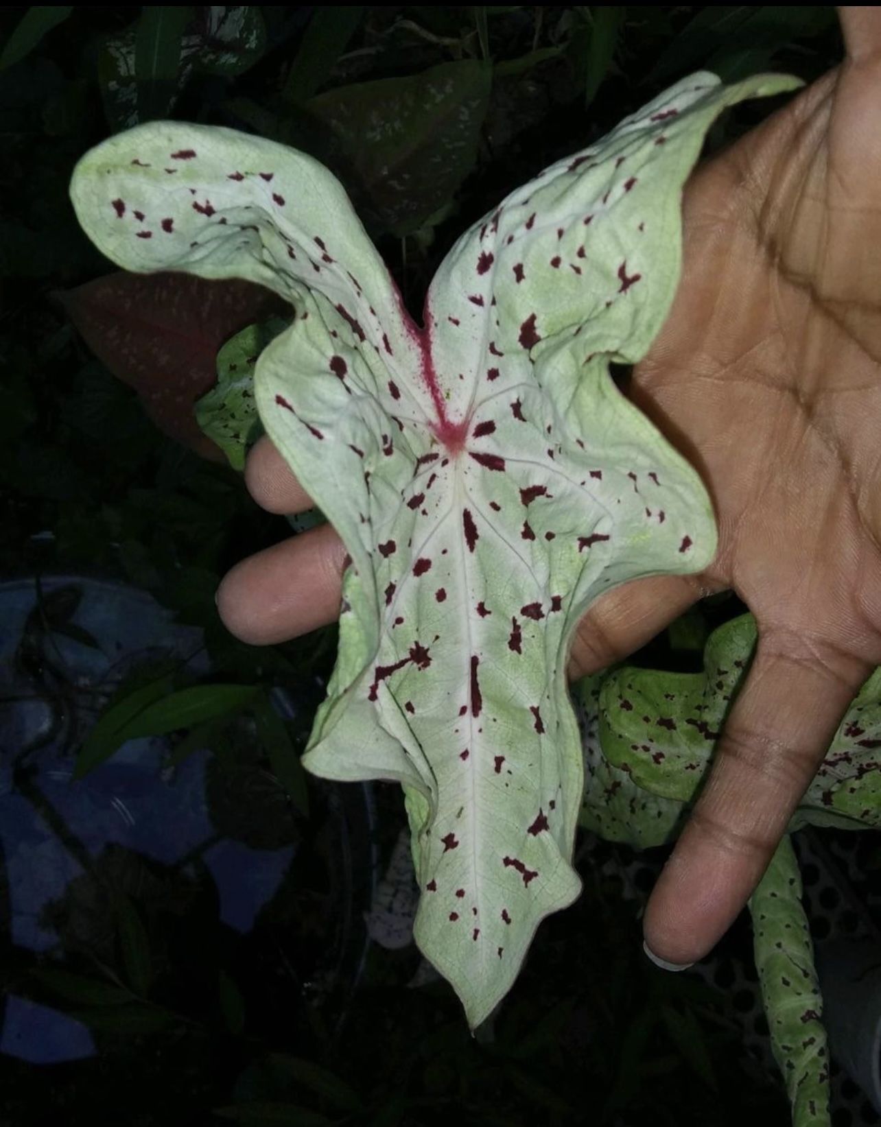 Caladiums Plants
