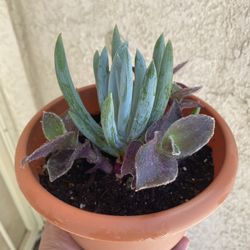 Succulent Arrangement 