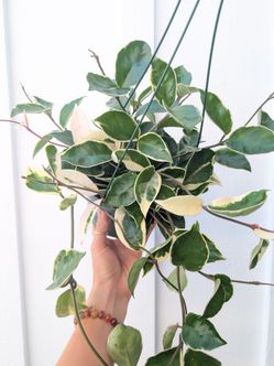 Hoya Carnosa Variegated Krimson Queen Plant 6" Pot - Indoor House Plants