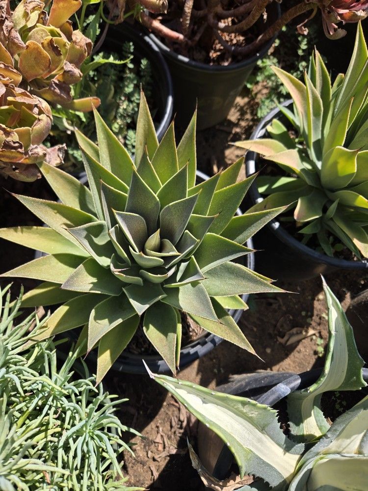 Agaves And Succulents For Sale
