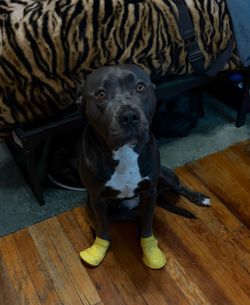 XL Waterproof Dog Rain Boots / Dog Galoshes – Yellow (4pc)